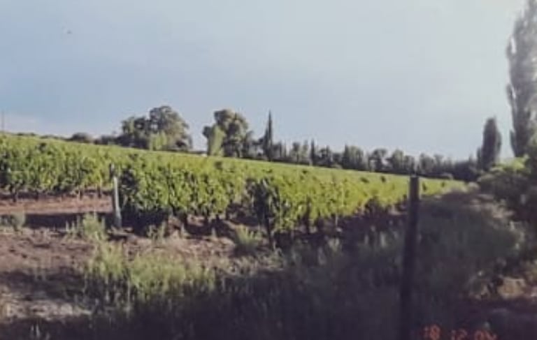 Poco quedó de las 21 hectáreas de viñedos con uvas finas de Palazzo luego del incendio que sufrió