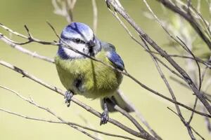 El cambio climático está decolorando el plumaje de las aves