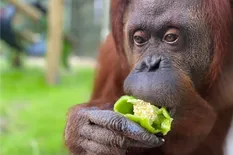 Rodeada de exestrellas de Hollywood: así es la vida de la orangutana Sandra