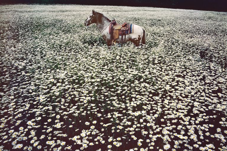 Lucky Spot in Daisy Field se titula esta foto, con el caballo Lucky Spot en un campo de margaritas, tomada en Sussex, en 1985
