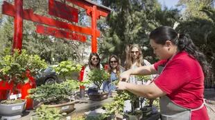 El cultivo de Bonsai convoca cada vez más gente en el Jardín Japones