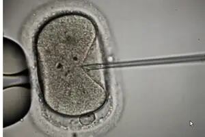 Fertilidad: disminuyen la cantidad y la calidad de los espermatozoides