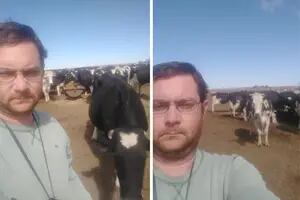 Se aceleró una preocupante liquidación de vacas en el país