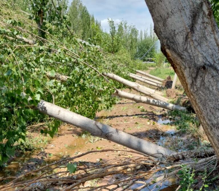 Los últimos temporales ocasionaron grandes daños en las plantaciones en las diferentes regiones mendocinas