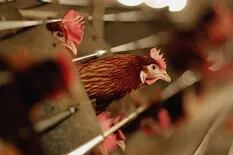 Una provincia china informa un caso de gripe aviar H5N6 en un hombre