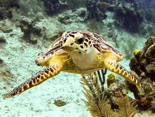 Tortuga posando en la Gran Barrera de Coral, Australia
Foto: Hernán Guibert