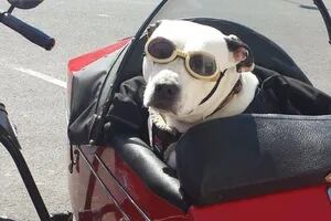 El “perro motociclista” que enterneció a todos por su estilo y glamour