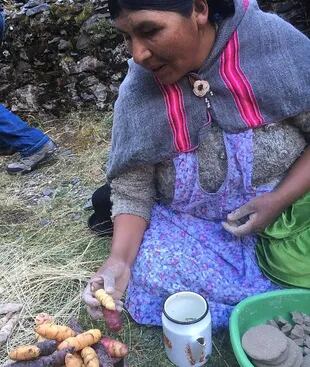 Saladino viajó a los Andes bolivianos para conocer el cultivo y la preparación de oca (khaya en Quechua)