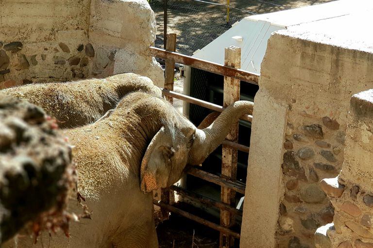 Las elefantas de Mendoza, que viven en una fosa de piedra, en su primer contacto con la caja de viaje en marzo pasado