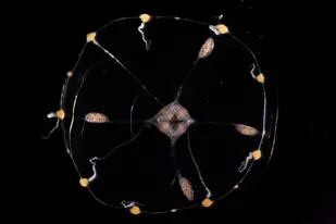 Logran “leer la mente” de una medusa tras modificarla genéticamente