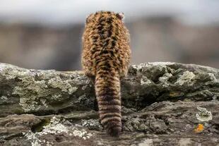 El Gato Huiña tiene pelaje largo y grueso y cola ancha. En nuestro país, habita en diferentes zonas de la Patagonia.