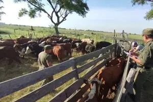 Una investigación policial resolvió una misteriosa desaparición de vacas