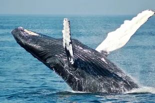 Una ballena jorobada como esta fue la que atrapó y luego escupió a Michael Packard