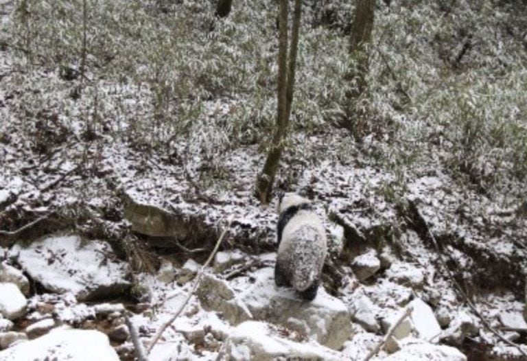 28-10-2021 Panda pasa casi inadvertido en su entorno nevado POLITICA INVESTIGACIÓN Y TECNOLOGÍA FUWEN WEI