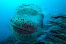 Logran filmar una de las medusas más raras del mundo y su belleza es realmente hipnótica