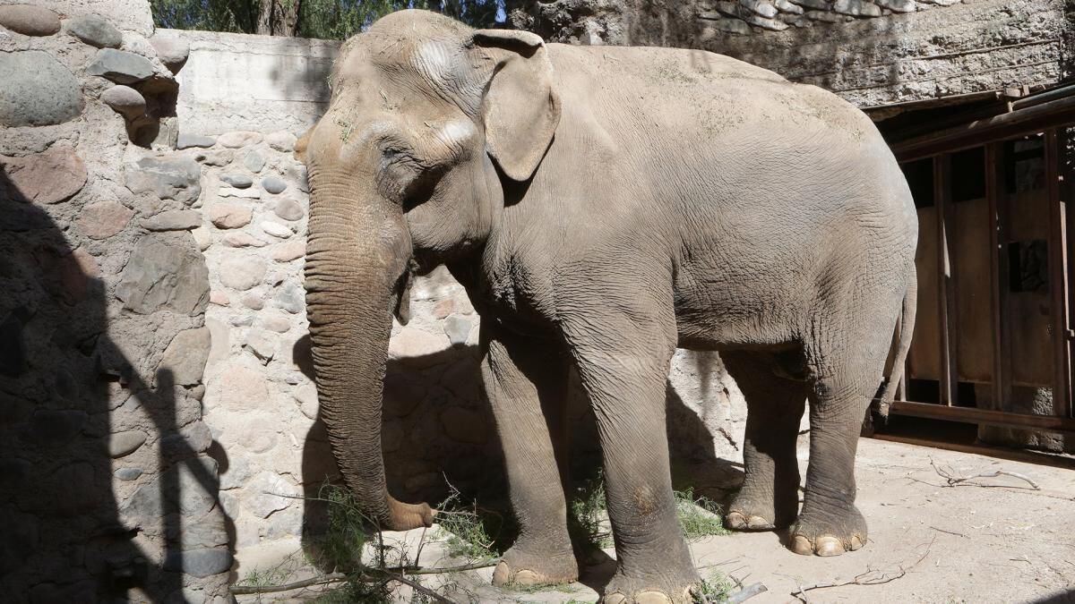 Mendoza: destinaron más de cuatro millones de pesos para adiestrar y liberar al último elefante en cautiverio en el país