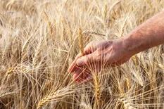 ¿Cómo obtener trigo y cebada de calidad especial?