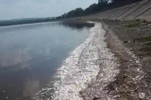 Miles de peces muertos en un dique por el calor: sufrieron falta de oxígeno