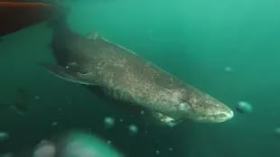Este tiburón de Groenlandia se fue alejando lentamente de los científicos que lo marcaron para estudiarlo.