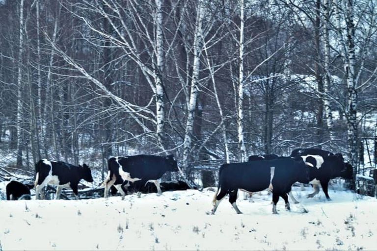 Los animales, ahora salvajes, son descendientes del ganado vacuno que tenían los colonos de la zona antes de que ocurriera el desastre de Chernobyl
