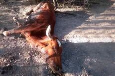 Se mueren las vacas en Santiago del Estero y hay temor a un desastre