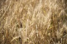 El precio del trigo trepó un 6% en Chicago luego de que la India restringió sus exportaciones