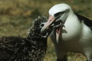 Cuando no alcanzan los machos, el albatros de Laysan hembra forma una pareja con otra hembra, para criar a sus polluelos