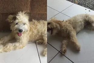 Las fotos de la perra abandonada en el sillón que compartió la ONG