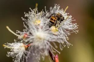 El 40% de las especies polinizadoras de invertebrados, en particular abejas y mariposas, corren peligro de extinción