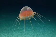 Un grupo de científicos encontró una “extraña criatura gelatinosa no identificada” en el Pacífico