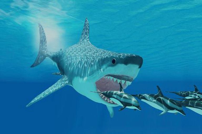 Un enorme tiburón es uno de los posibles sospechosos