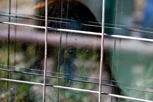 Después de cuatro años de espera la orangutana Sandra dejará el Ecoparque porteño