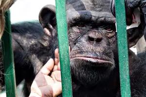 Por qué “el chimpancé de mirada triste” no logra ser trasladado a un santuario y sigue encerrado solo en un zoológico