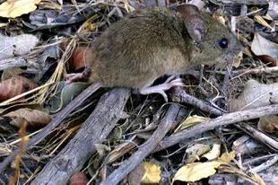 Son algunas especies de roedores los que transmiten la enfermedad; en Argentina, el ratón colilargo de la foto