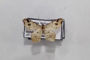 Descubren una nueva especie de mariposa nocturna