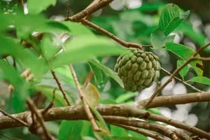 La fruta tropical conocida como “manjar blanco” que ayuda a combatir la retención de líquidos