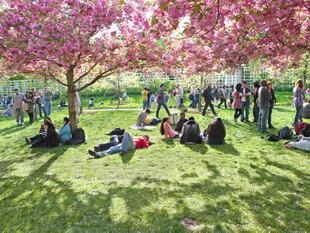 Festival del Cerezo en Flor en el Brooklyn Botanical Garden