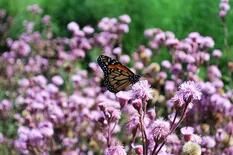 Estas 10 plantas son la clave para convertir tu jardín en un refugio para mariposas