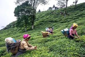El té de Darjeeling, al borde de la extinción
