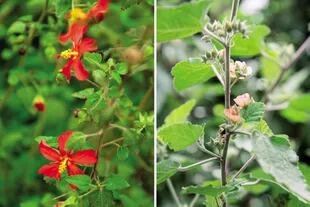 Izquierda: malva roja (Pavonia missionum). Derecha: malva blanca (Sphaeralcea bonariensis).