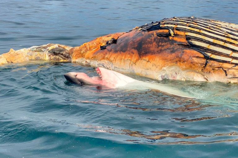 La escena fue tomada por un pescador en las costas de Nantucket el pasado fin de semana y allí se ve cómo el escualo se aproxima a los restos del cetáceo y comienza a morderlos con intensidad