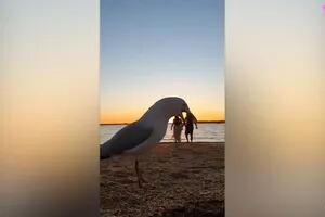 Dos gaviotas arruinan el video romántico de una pareja y el resultado es desopilante