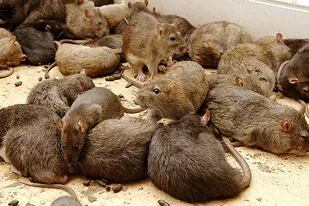 La población de ratas en las grandes ciudades sigue aumentando