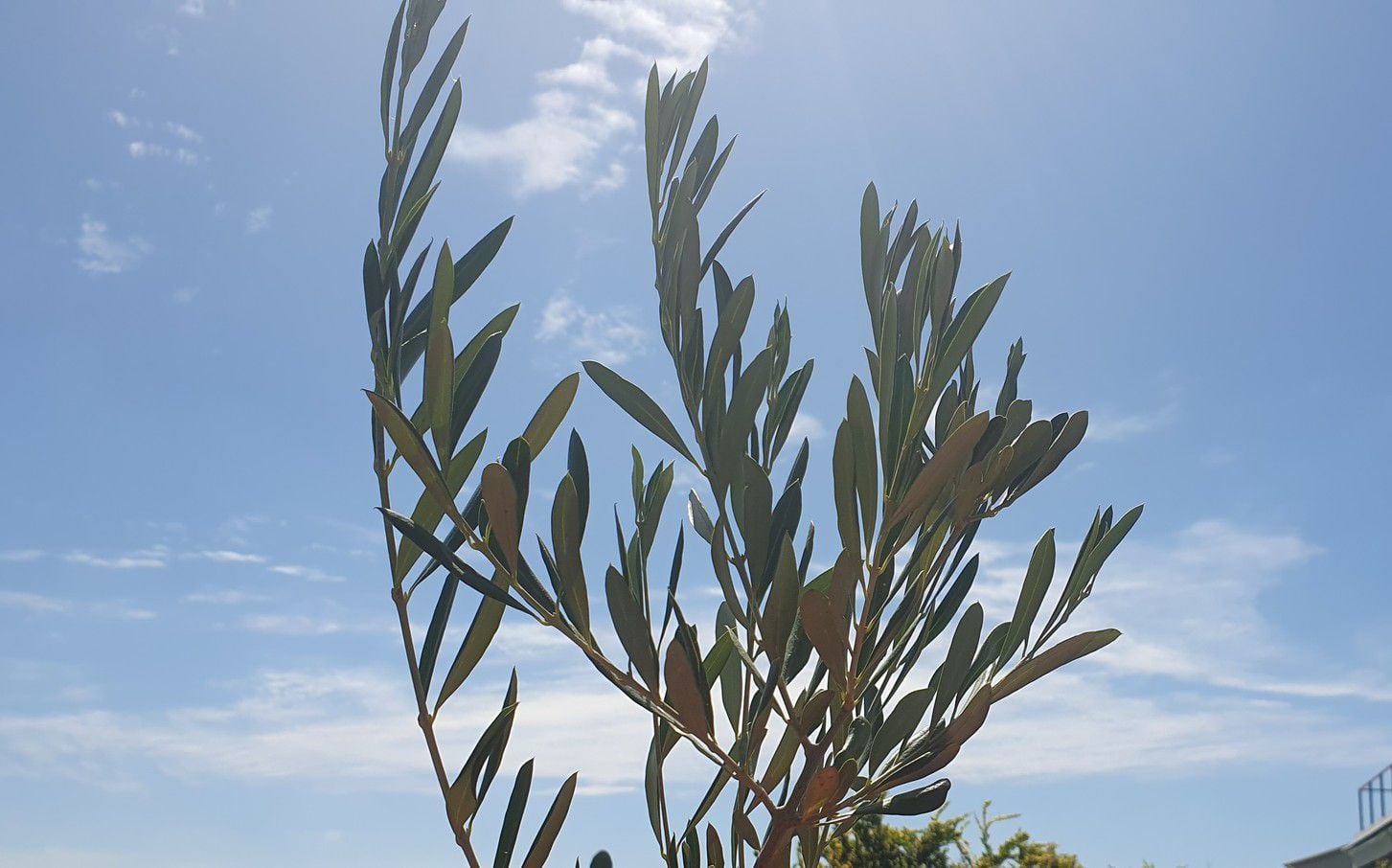 Qué significa el ramo de olivo en Semana Santa